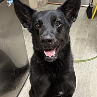adopt a pet