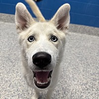 adopt a pet