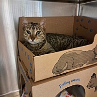 adopt a pet
