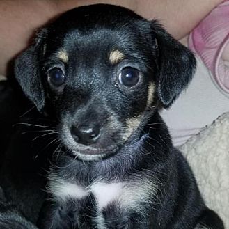 petsmart raised dog bed