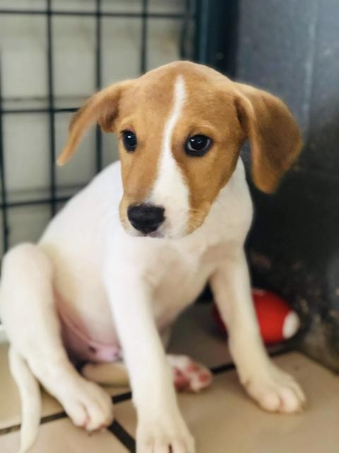 Adopt CHARLIE a Beagle / Mixed dog in Big Spring, TX ...