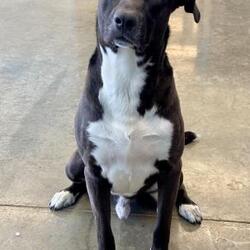 Puppies For Sale In Fort Dodge Iowa Adoptapet Com