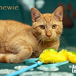 Thumbnail photo of Chewie #2