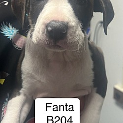 Photo of Fanta B204