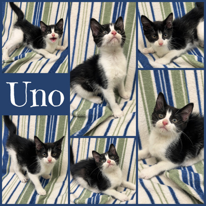 Photo of Uno