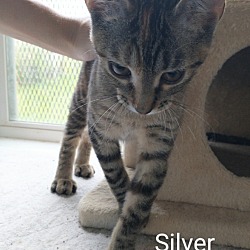 Thumbnail photo of Silver #4