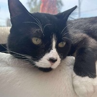 adopt-pet