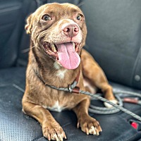 adopt a pet