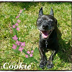 Thumbnail photo of Cookie #4