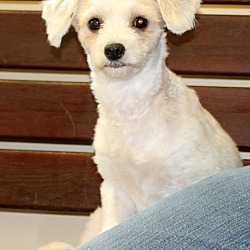 Thumbnail photo of Claire~adopted! #2