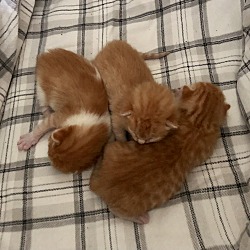Thumbnail photo of Meow Meow & 3 kittens! #3