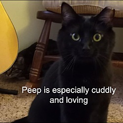 Thumbnail photo of Peep #1