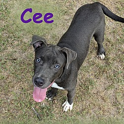 Thumbnail photo of Cee #4