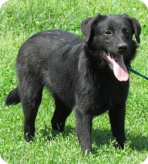 Providence Ri Golden Retriever Meet Flint A Pet For Adoption