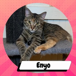 Photo of Enyo