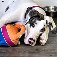 adopt a pet