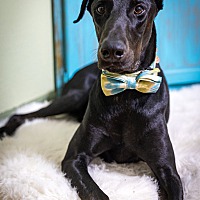 adopt-pet