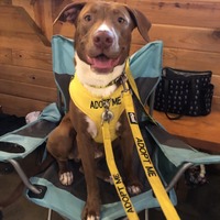 adopt a pet