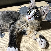 adopt a pet