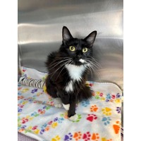 adopt-pet
