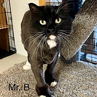 adopt-pet