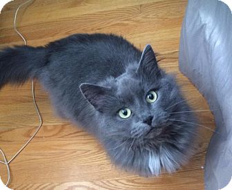 Burlington On Domestic Longhair Meet Gracie A Pet For Adoption