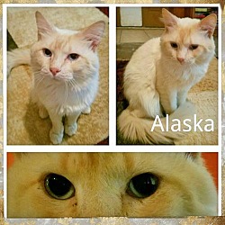 Thumbnail photo of Alaska(adopted)  &Dakota #2