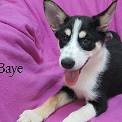 Thumbnail photo of Baye #2