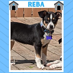 Thumbnail photo of REBA #1