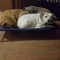adopt-pet