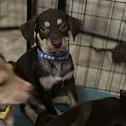 Thumbnail photo of Paul the puppy - adoptable! #1