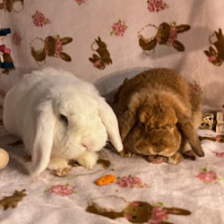 Thumbnail photo of Marshmallow & Vicki #1