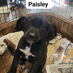 Thumbnail photo of Paisley #2