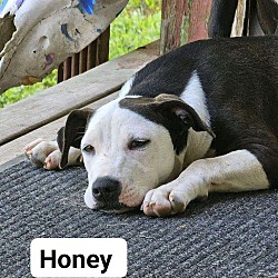 Thumbnail photo of Honey #2