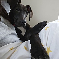 adopt a pet