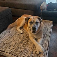 adopt-pet