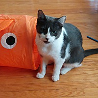 adopt-pet