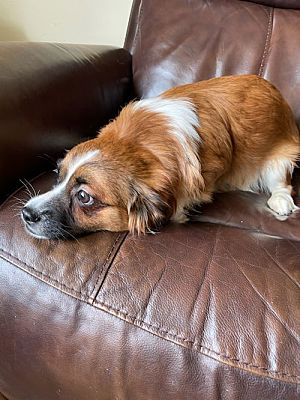 Toronto, ON - Cavalier King Charles Spaniel/Shih Tzu. Meet Shawn a Pet for Adoption - AdoptaPet.com