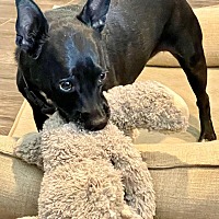 adopt-pet