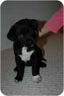 black dog with white paws