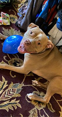 Lacey, WA - American Bulldog/American Pit Bull Terrier. Meet Draco a ...