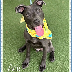 Photo of ACE