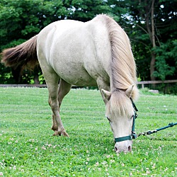 Thumbnail photo of Faith - Small 40" Pony #3