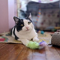adopt a pet