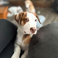 adopt a pet