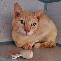 adopt a pet