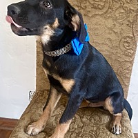 adopt a pet