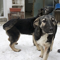 Thumbnail photo of Woodward - January Kosovo dog #2