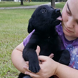 Thumbnail photo of YODA-adoption pending #3