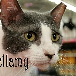 Thumbnail photo of Bellamy #1
